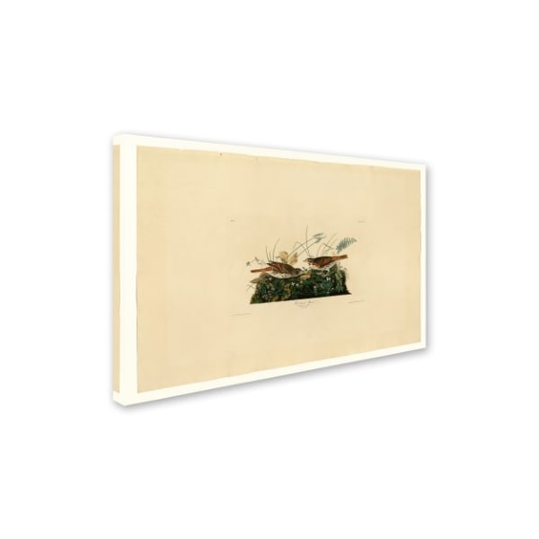 Audubon 'Foxcoloured Sparrowplate 108' Canvas Art,12x19